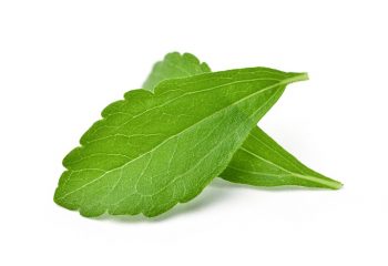 Close-up of Two fresh Stevia leaves (Stevia rebaudiana Bertoni)  isolated on white background.