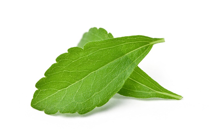 Close-up of Two fresh Stevia leaves (Stevia rebaudiana Bertoni)  isolated on white background.
